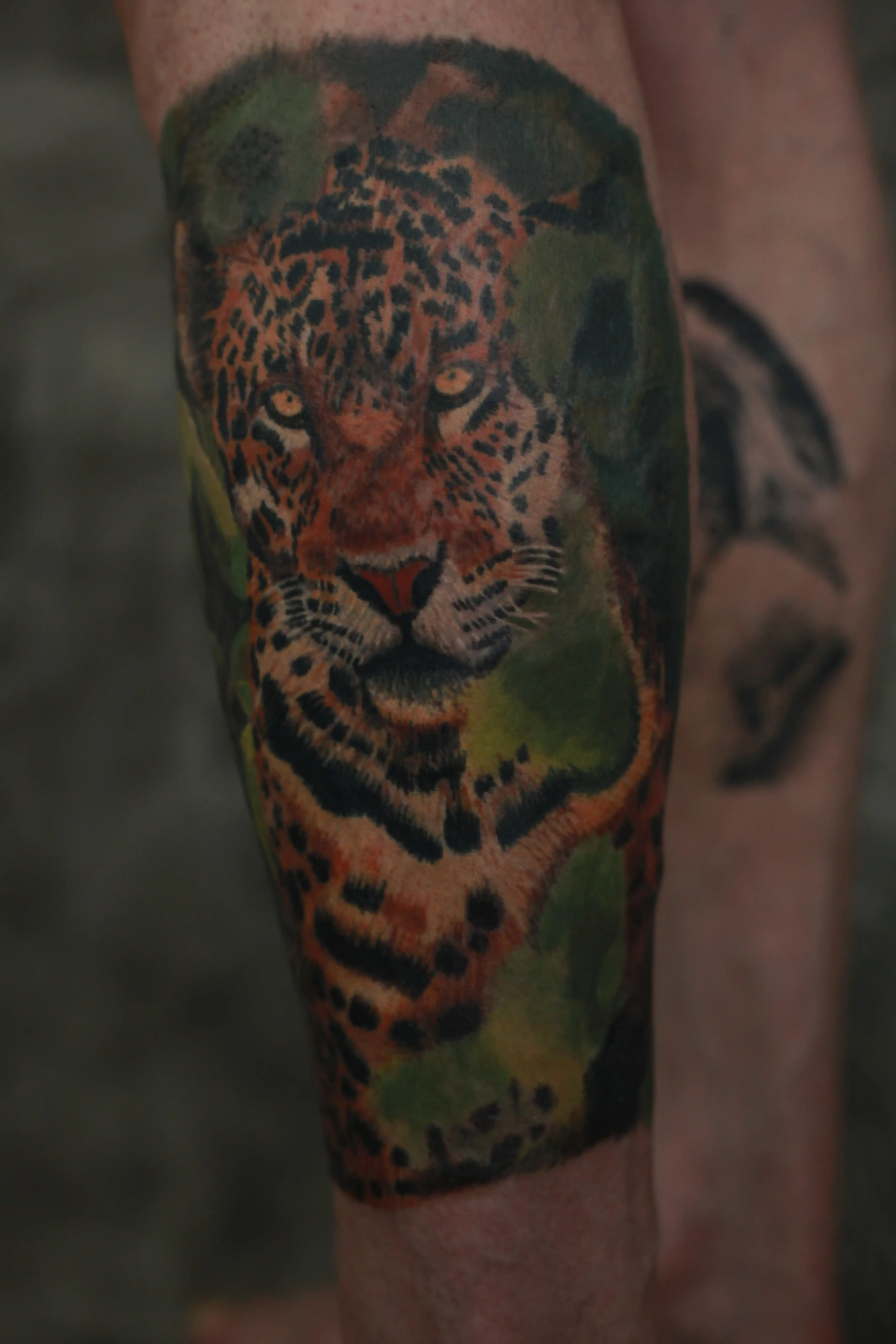 Leopard (zarasla - healed) - detalj tetovaže 3